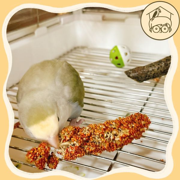 《小木屋認證》中小型鸚鵡零食「純天然小米穗」 