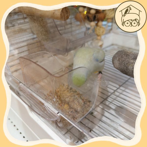 透明壓克力防潑灑食盒【鸚鵡小木屋】 