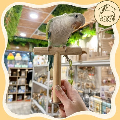 中小型鳥用芭樂木外出、鎖式T棍｜鸚鵡小木屋 