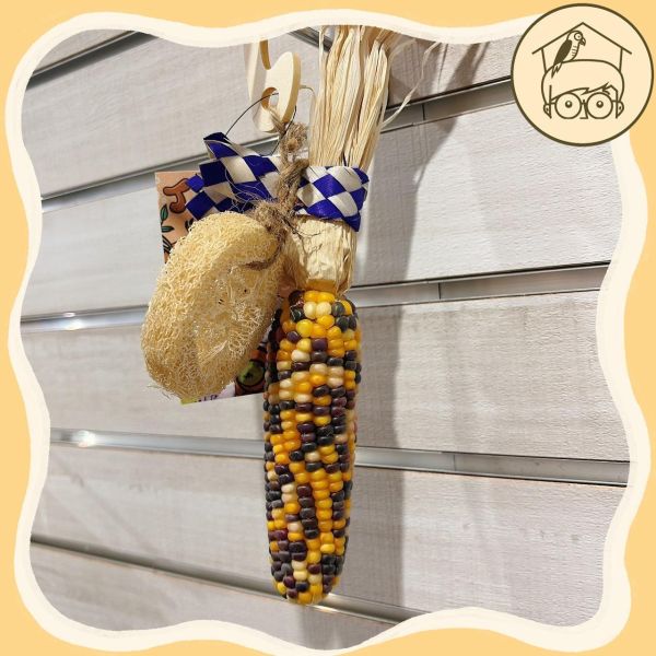 台產迷你小玉米｜絲瓜｜吃吃啃啃咬咬串【鸚鵡小木屋】 