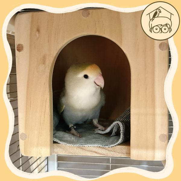 骰子拱門小木屋 | 鸚鵡小木屋 