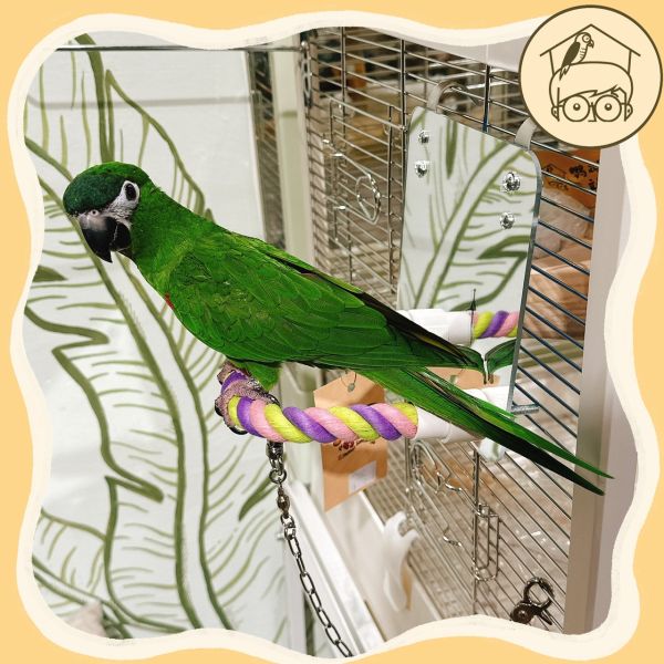 鳥鳥愛漂亮麻繩鏡面站棍組【鸚鵡小木屋】 