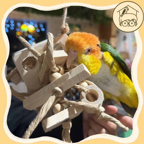 台灣手作蘋果樹系列｜毛怪｜鳥寶超愛啃咬串【鸚鵡小木屋】 