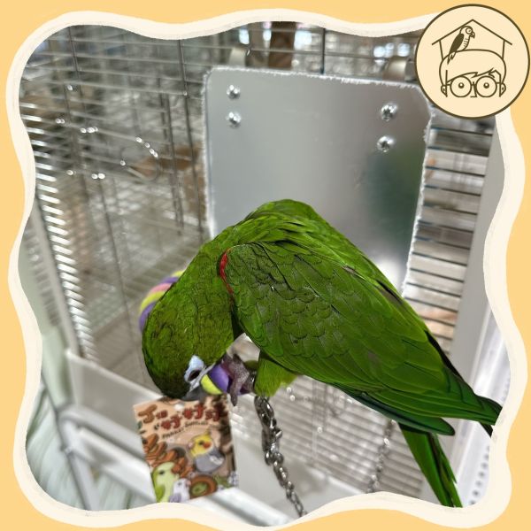 鳥鳥愛漂亮麻繩鏡面站棍組【鸚鵡小木屋】 