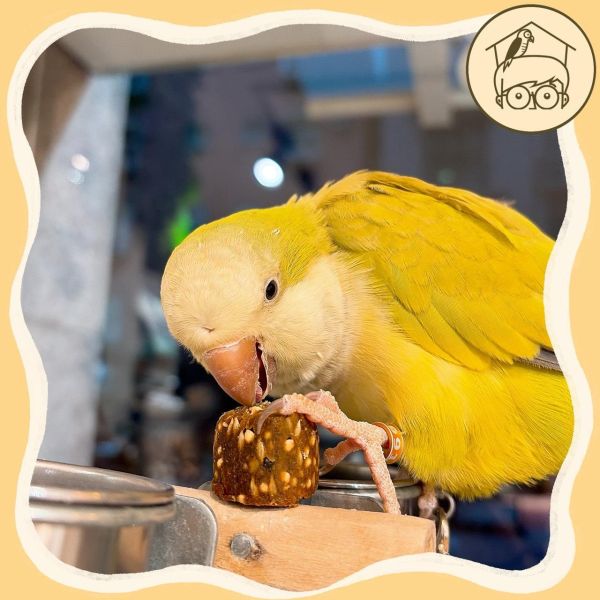 哈里森Nuggies! 天然零食球【鸚鵡小木屋】 