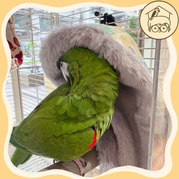 台灣手作｜韓國布｜冷颼颼籠內必備不占空間保暖角落毯【鸚鵡小木屋】 