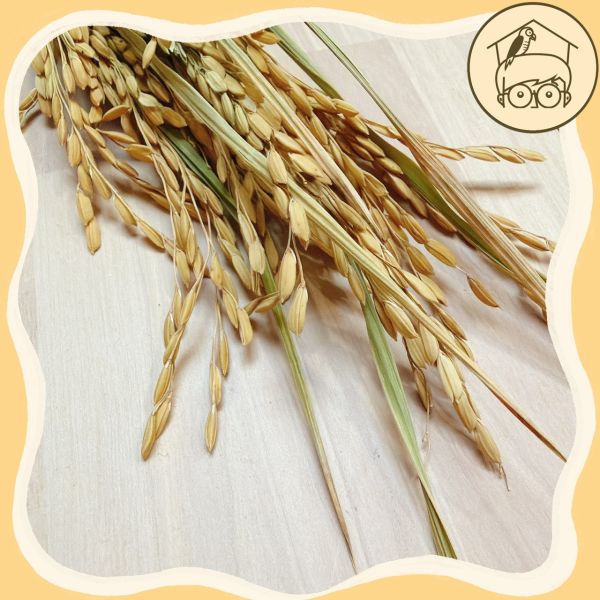 台灣｜有機乾燥稻穗【鸚鵡小木屋】 