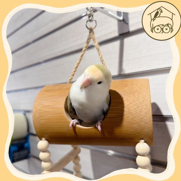 台灣手作蘋果樹系列｜趣味吊掛躲藏竹筒【鸚鵡小木屋】 