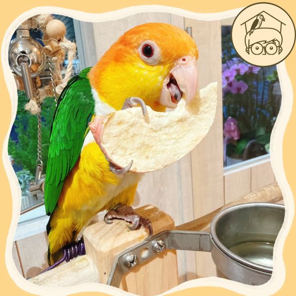 台灣｜蔬果凍乾點心區【鸚鵡小木屋】【純天然蔬果凍乾】鳥寶最愛的酥脆零食！ 