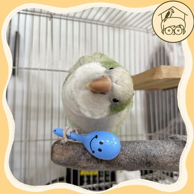 鈴鈴鈴!五入手抓小沙鈴【鸚鵡小木屋】 