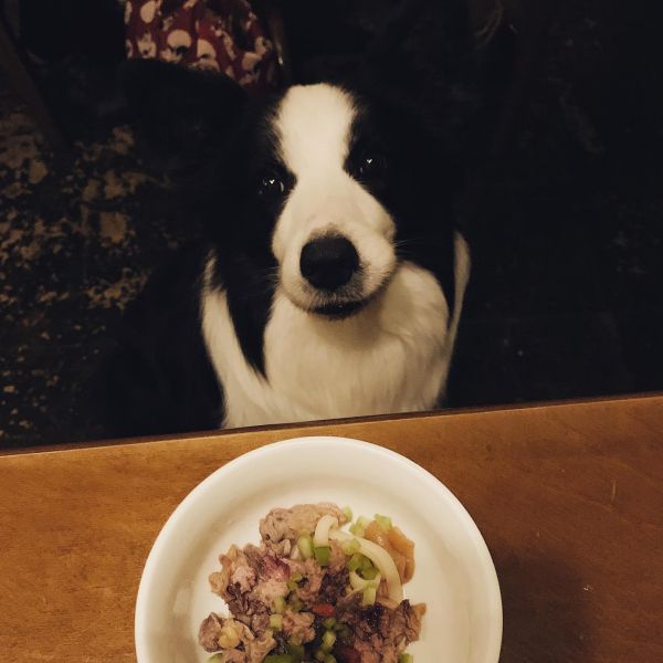 【老狗配方】狗狗牛肉麵（1入) 狗狗牛肉麵,時寓,牛肉麵,寵物友善,台北