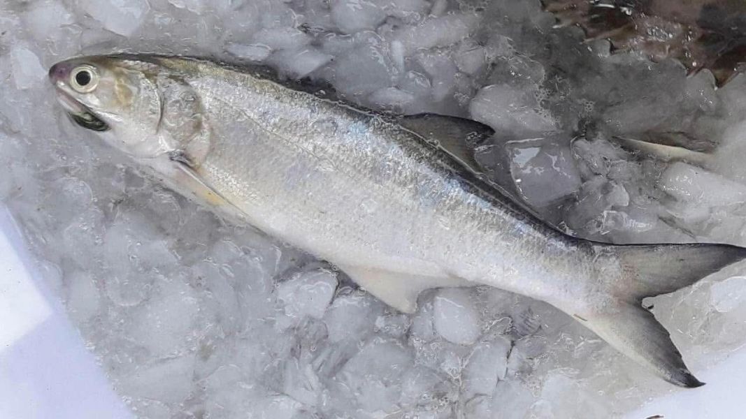 【時寓選品】去刺午仔魚排 (1入) 