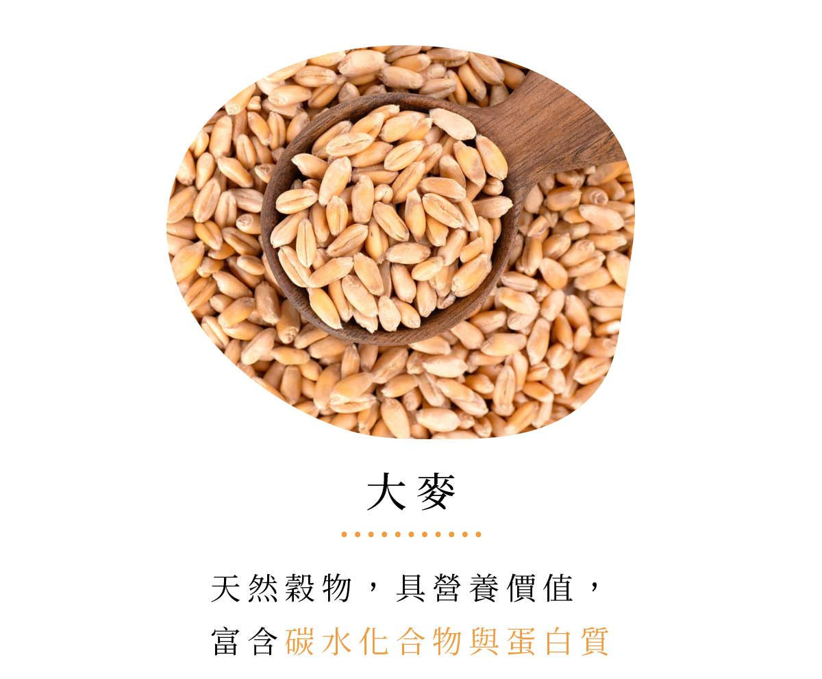 大麥穀粒原料特寫，呈現天然穀物外型，作為蕎麥決明子茶中平衡風味的焙炒基底