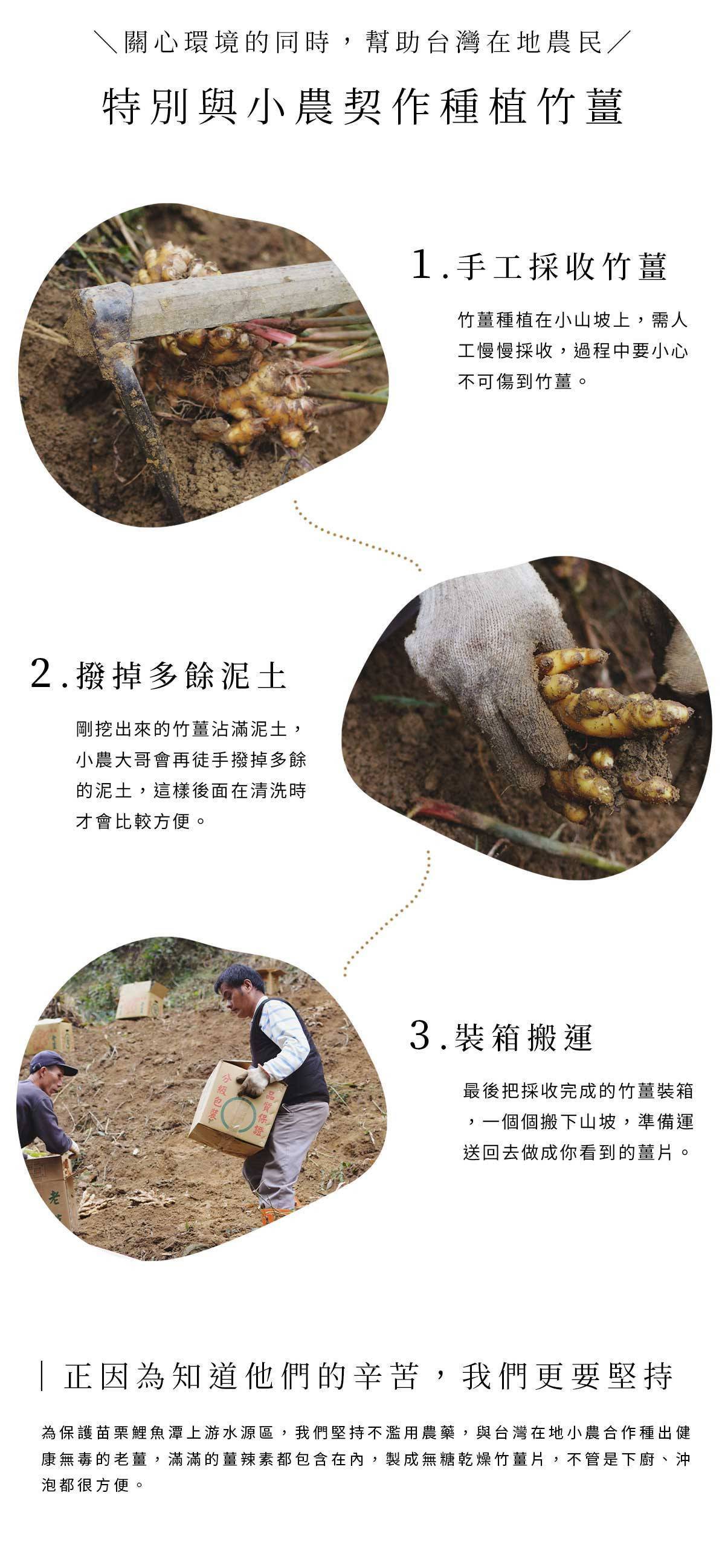台灣小農以手工方式採收竹薑，呈現在地契作與友善耕作過程