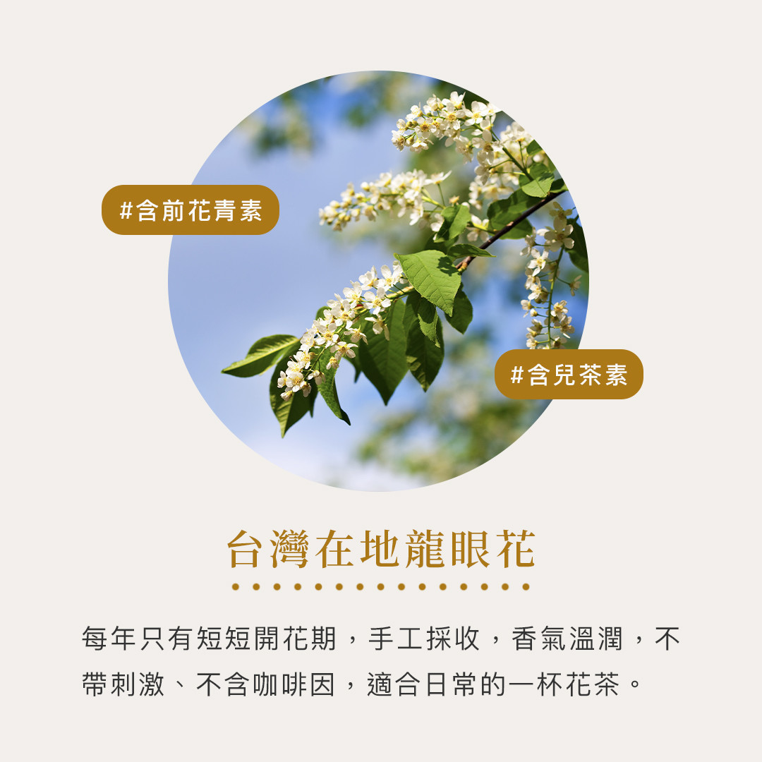 台灣在地龍眼花盛開的樣貌,呈現白色花朵與自然枝葉,說明龍眼花茶原料來源與不含咖啡因特性。