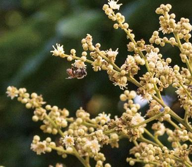 【夜間儀式茶】晚安龍眼花茶 - 12入 龍眼花,龍眼花茶,舒眠,前花青素,兒茶素,無咖啡因茶,孕媽咪也能喝,夜間儀式茶,在地花茶,冷熱泡皆可、晚安龍眼花茶、龍眼花茶、夜間儀式茶、舒眠效果