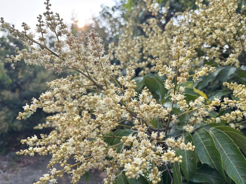 【裸食補充包】晚安龍眼花茶 24入 RefillPack,暖暖純手作,補充包,玻璃保鮮盒,保鮮盒推薦,龍眼花,花茶,前花青素,孕婦能喝,無咖啡因,無糖無添加,兒茶素