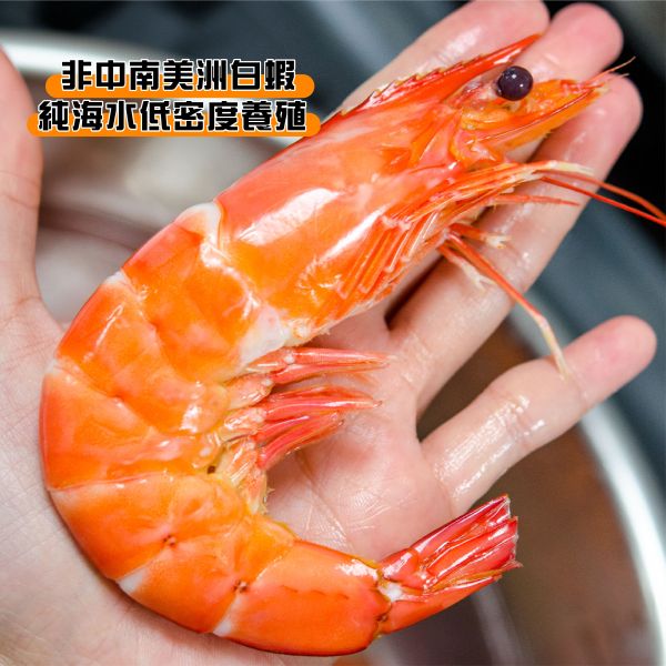 金剛大王白蝦(500g/盒) * 2盒免運組加贈滷味隨機1包 大王白蝦、金剛蝦、巨無霸白蝦、20公分白蝦、特大白蝦、冷凍大蝦、活凍白蝦推薦、白蝦宅配、頂級白蝦、烤蝦料理、過年送禮海鮮、年菜蝦料理