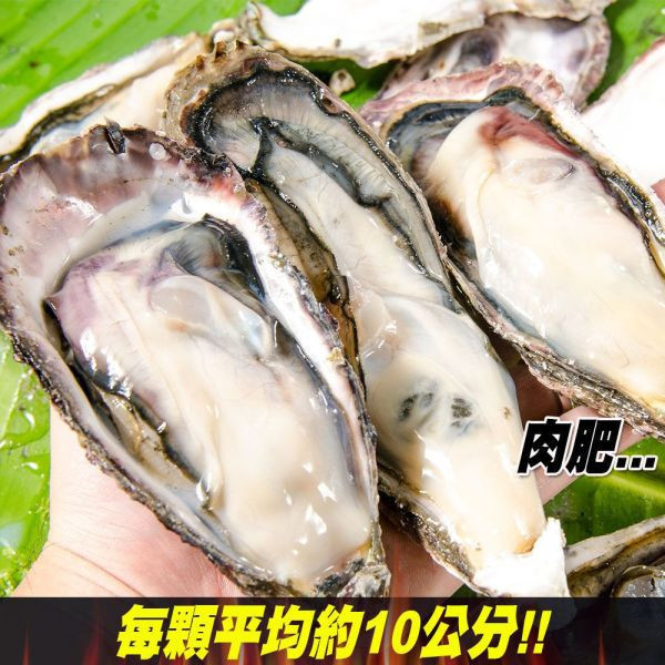 日本全殼生蠔5顆/包 共3包 (免運組) 日本全殼生蠔5顆 日本廣島生蠔 牡蠣