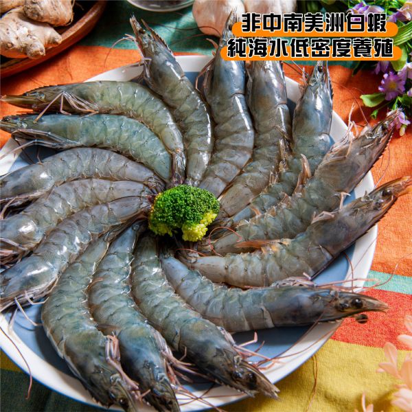 巨無霸白蝦蝦后約18公分 蝦后白蝦、蝦后蝦、巨無霸白蝦、17公分白蝦、特大白蝦、冷凍大蝦、活凍白蝦推薦、白蝦宅配、頂級白蝦、烤蝦料理、過年送禮海鮮、年菜蝦料理
