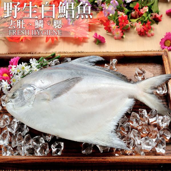 野生大白鯧500g 白鯧,鯧魚,大魚,台灣