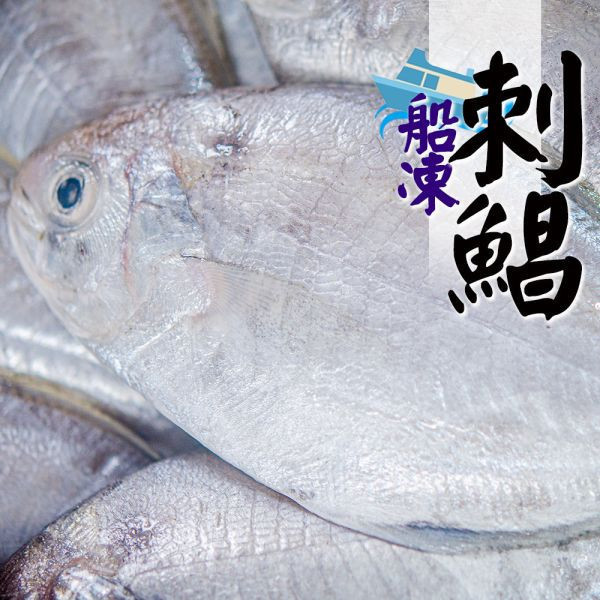 船凍刺鯧4尾/包 船凍刺鯧8尾/包