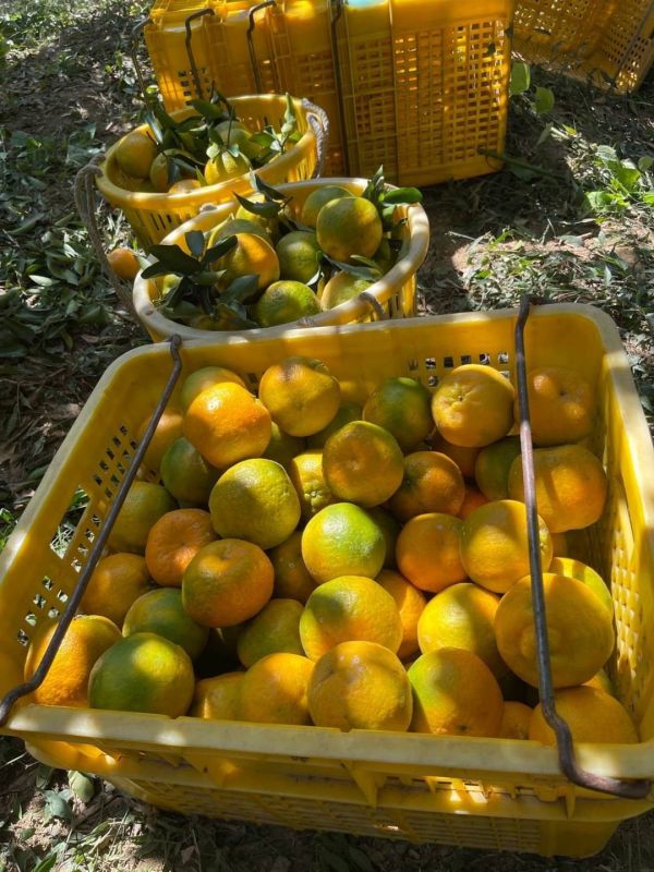 寶香柑桔-柑橘系列產品 寶香柑桔,椪柑,桶柑,香丁