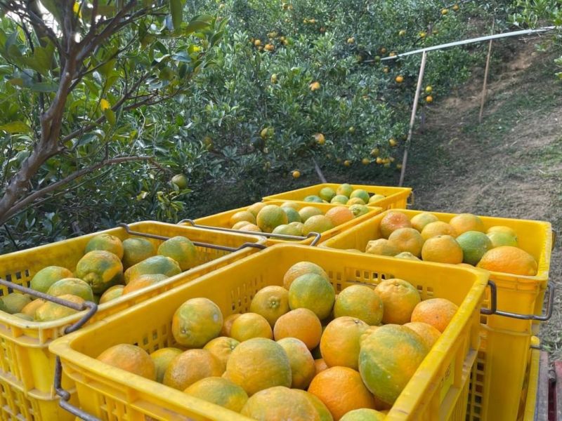 寶香柑桔-柑橘系列產品 寶香柑桔,椪柑,桶柑,香丁