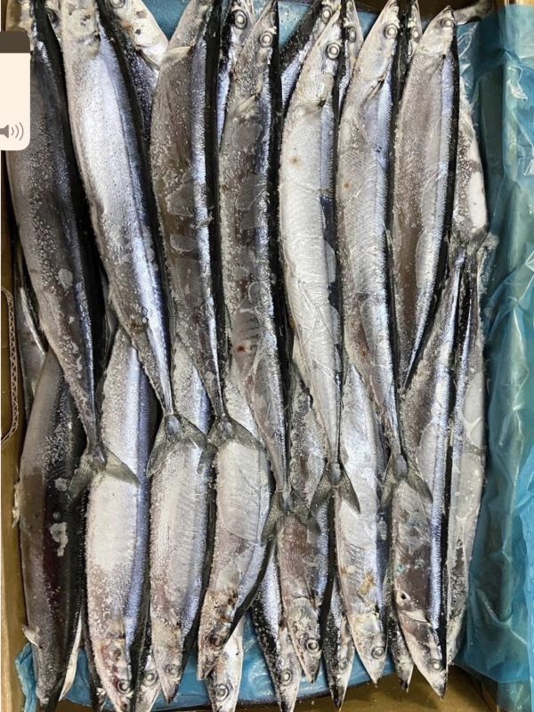 新鮮秋刀魚 
