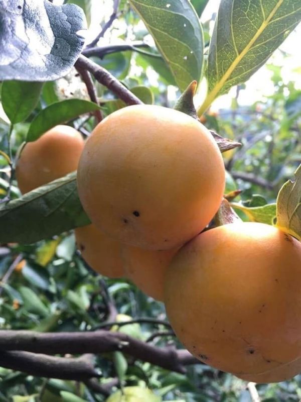 寶香柑桔-石柿餅 寶香柑桔,石柿餅,滋潤,軟Q