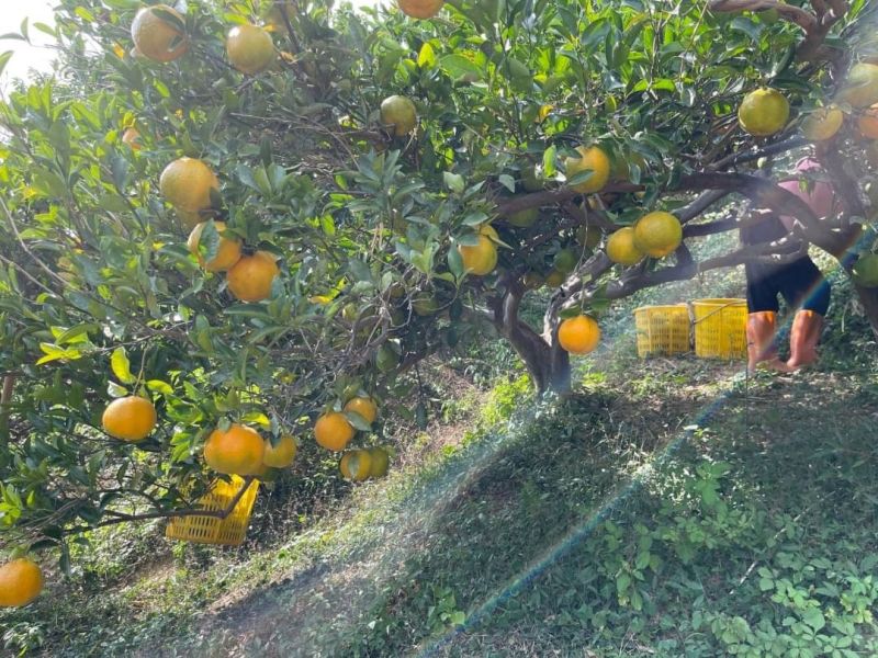 寶香柑桔-柑橘系列產品 寶香柑桔,椪柑,桶柑,香丁