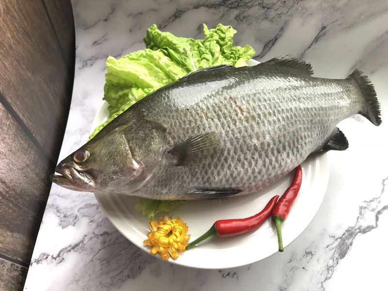 新鮮鱸魚 竹蓮嚴選,竹蓮市場海鮮,新鮮海產,鱸魚,新鮮鱸魚