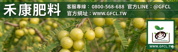 余甘子（油柑）全年栽培曆完全指南 余甘子（油柑）全年栽培曆完全指南