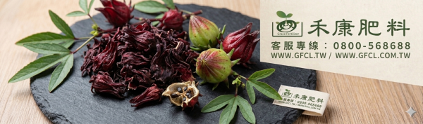 洛神花栽培管理這樣做就對了 白話文版 