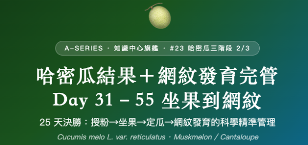 哈密瓜結果＋網紋發育完管 哈密瓜結果＋網紋發育完管