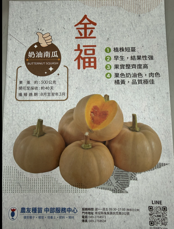 奶油南瓜-金福 奶油南瓜-金福