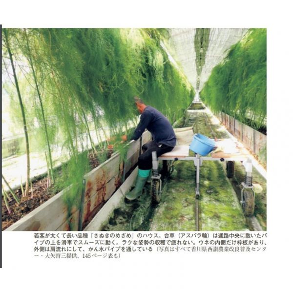 蘆荀高植培植技術、方便採收作業 