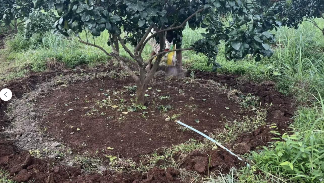 果樹「禮肥」是怎麼來的？ 果樹「禮肥」是怎麼來的？