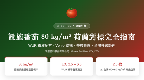 設施番茄 80 kg/m² 荷蘭對標完全指南 設施番茄 80 kg/m² 荷蘭對標完全指南