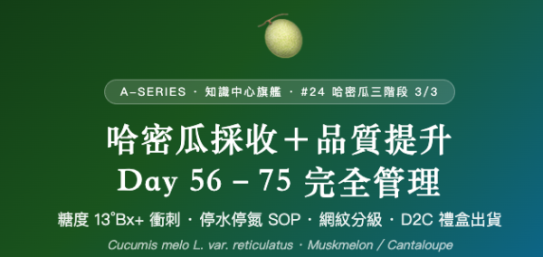 哈密瓜採收＋品質提升 哈密瓜採收＋品質提升