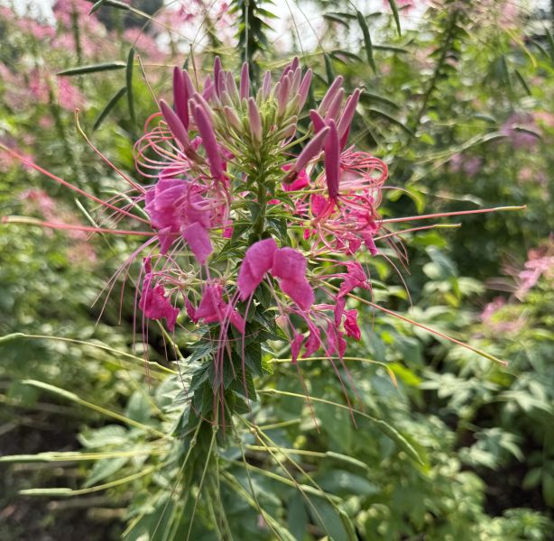 醉蝶花種子 醉蝶花種子