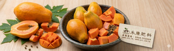 木瓜施肥這樣做就對了 白話文版 木瓜施肥這樣做就對了 白話文版