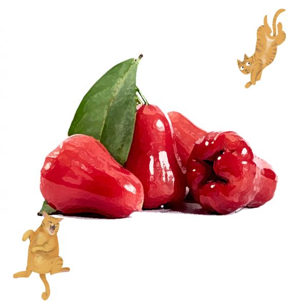 蓮霧栽培管理這樣做就對了 白話文版 蓮霧栽培管理這樣做就對了 白話文版