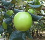 蜜棗栽培管理這樣做就對了 白話文版 蜜棗栽培管理這樣做就對了
白話文版