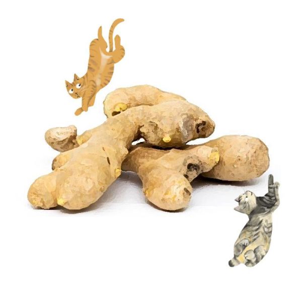 薑栽培管理這樣做就對了 白話文版 薑栽培管理這樣做就對了 白話文版