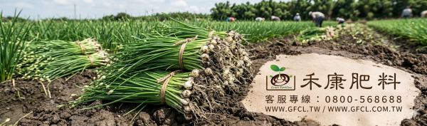 韭菜栽培白話文版 韭菜栽培白話文版