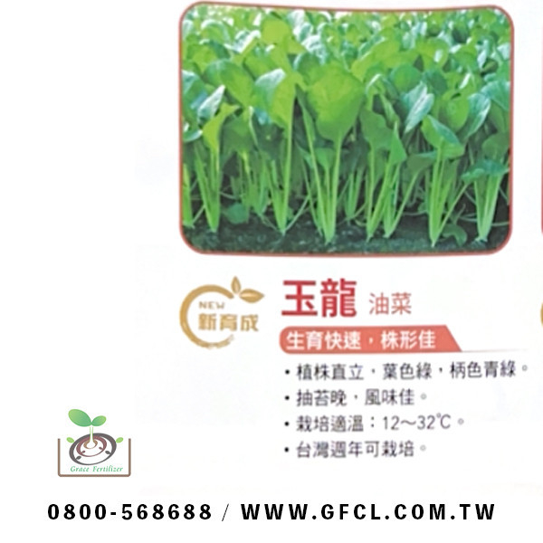 玉龍油菜 玉龍油菜