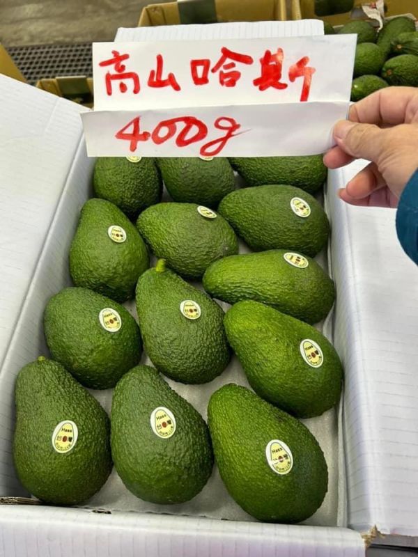 酪梨栽培管理這樣做就對了 白話文版 酪梨栽培管理這樣做就對了 白話文版