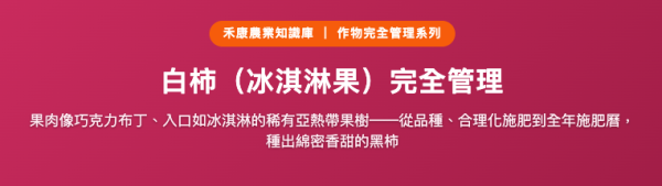 白柿（冰淇淋果）完全管理 白柿（冰淇淋果）完全管理