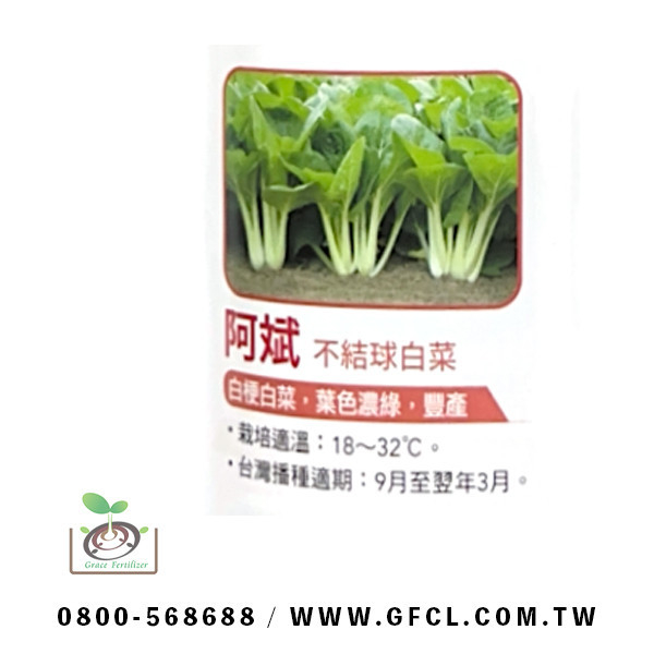 阿斌白菜 阿斌白菜